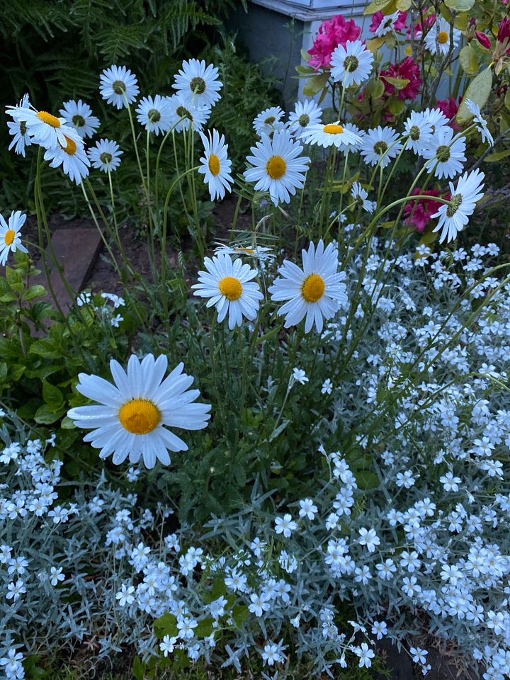 Margariten Balkon Gartenblumen winterfest je gr.Topf 5€ in Pohlheim