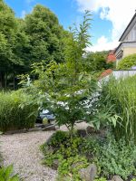 Kastanienbaum Nordrhein-Westfalen - Kleve Vorschau