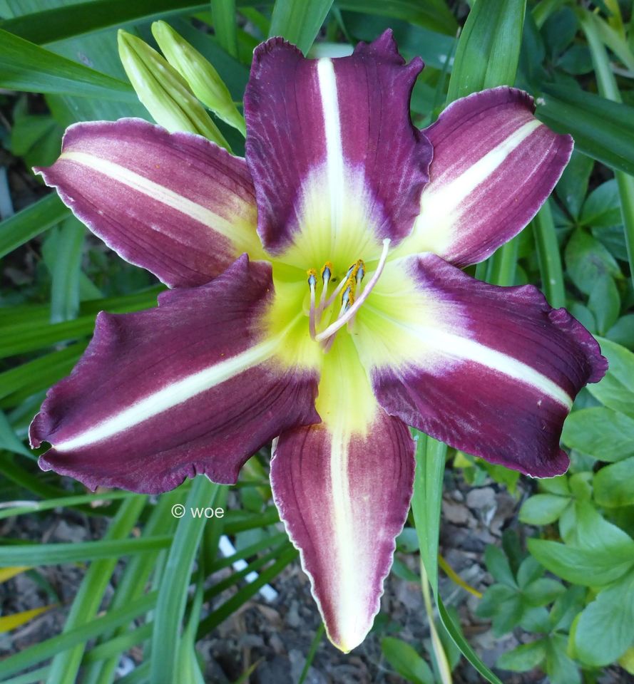 Hemerocallis Taglilie " Marietta Star Dancer  " 1 F in Köln