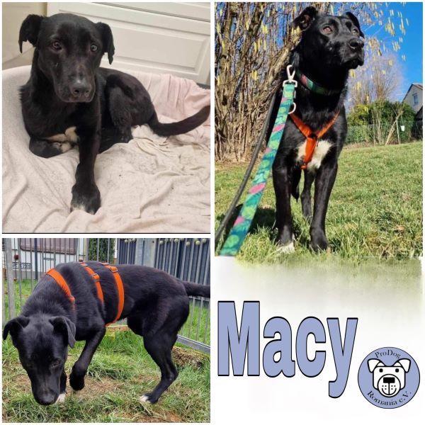 MACY (♀) in 73278 Schlierbach in Schlierbach