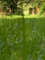 Suche Kleingarten/ Schrebergarten Lübeck -Moisling Schleswig-Holstein - Lübeck Vorschau