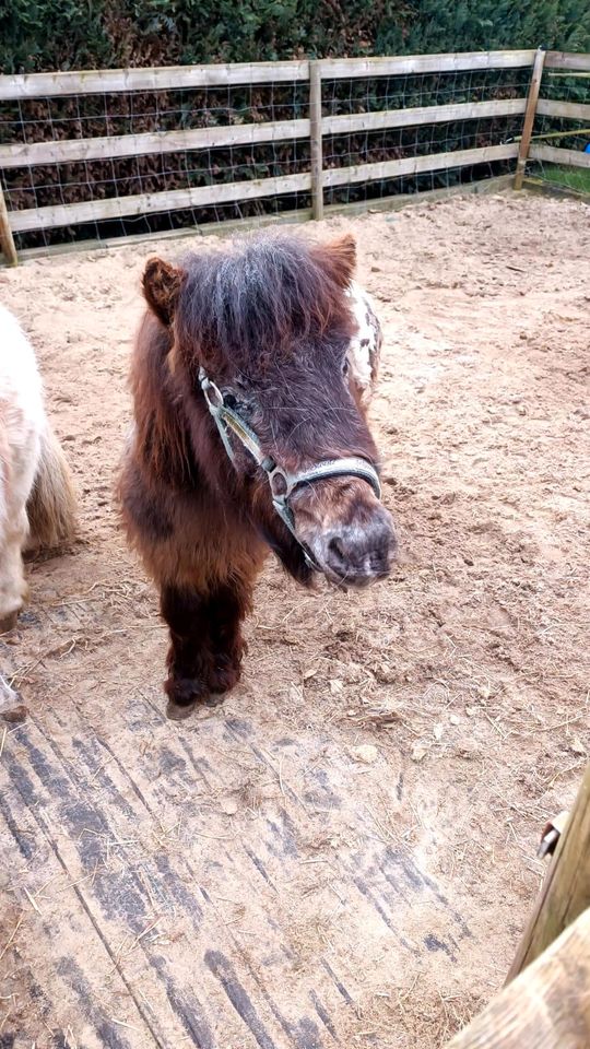2 Ponys Mini Chetty und Mini Appaloosa Kinderlieb 2 Jahre alt in Nordhorn