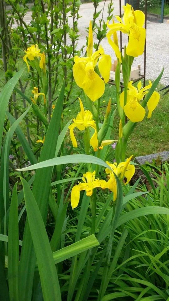mehrjährige Zierpflanze Wasserlilie gelb schöne Teichpflanze in