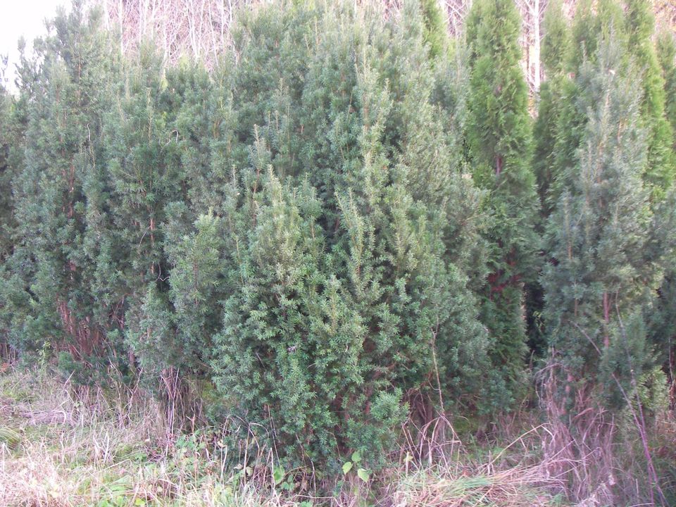 Solitärbäume-Thuja Smaragd   &   Brabant in Presseck