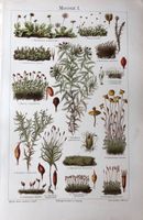 Vintage Poster Druck Moos Pflanzen Botanik Biologie Berlin - Charlottenburg Vorschau