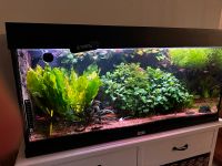 200 L Aquarium Juwel Niedersachsen - Bramsche Vorschau