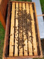 Bienen Völker, Ableger Buckfast auf Dadant Maß US zu verkaufen Bayern - Schweinfurt Vorschau
