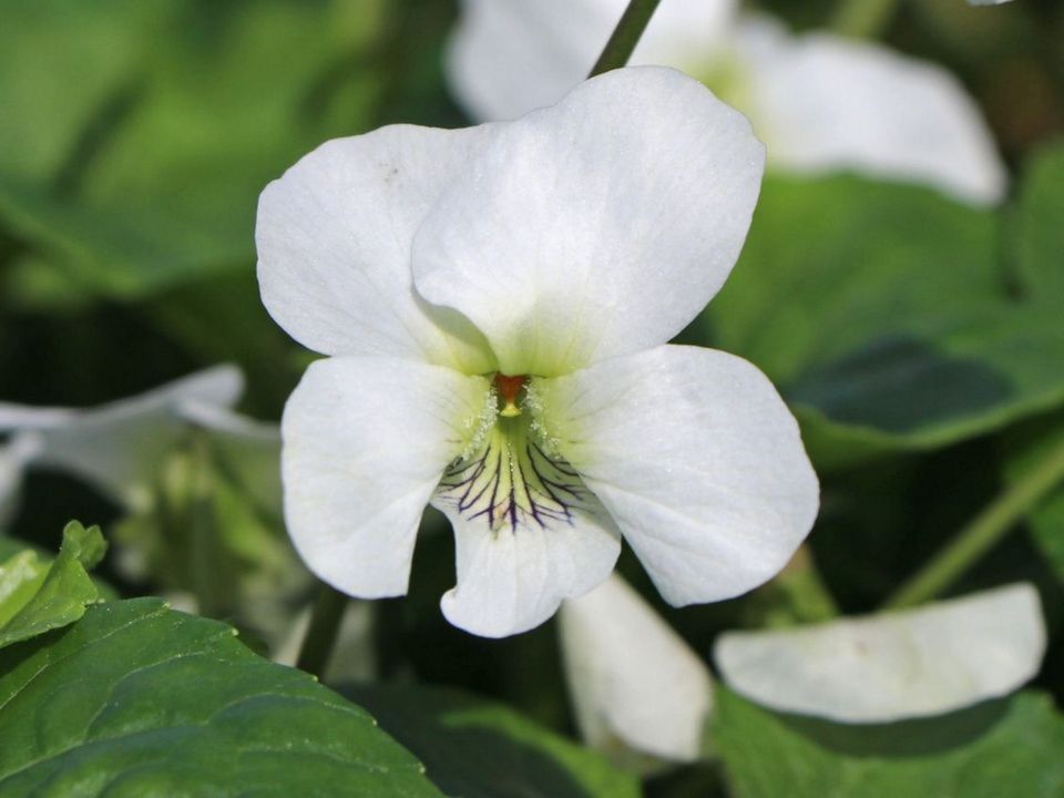 ☘️ Pfingst Veilchen 'Albiflora' Steingarten Bodendecker 1€/Staude in Ziltendorf