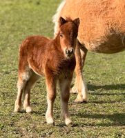 Shetty Fohlen Shetlandpony Original Shetty Bayern - Illertissen Vorschau