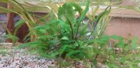 Cryptocoryne Wasserpflanze / Javamoos / Vallisneria Köln - Heimersdorf Vorschau