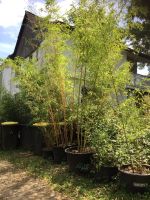 Bambus Phyllostachys vivax - Halmhöhe: 180 bis 450 cm Nordrhein-Westfalen - Windeck Vorschau