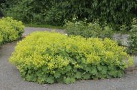 Alchemilla mollis `Robustica`Frauenmantel ab 2,20€ Stck P9 Bayern - Bayreuth Vorschau