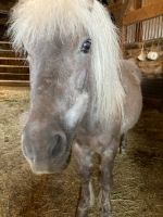 Shetland Pony Bayern - Bischofsmais Vorschau
