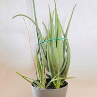 Aloe Vera Pflanze ca. 75cm inkl. 5 Ableger Hessen - Wehrheim Vorschau