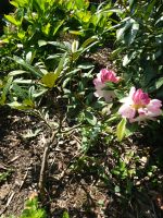 Rhododendron - rosa Blüten Niedersachsen - Sachsenhagen Vorschau