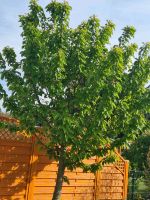 Lübschützer Teiche Gartengrundstück Leipzig - Engelsdorf Vorschau