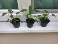 Zwergtamarillo Jungpflanze - "Solanum abutiloides" - 10-15cm Niedersachsen - Wildeshausen Vorschau