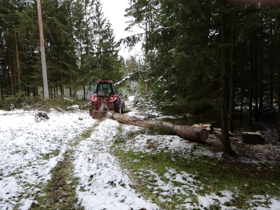 Baumfällung Rodung Heckenpflege in Auerbach in der Oberpfalz