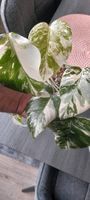 Monstera Variegata Jungpflanzen Wuppertal - Oberbarmen Vorschau