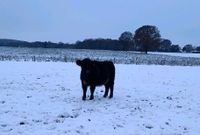 Galloway Highland Cattle Absetzer Färse Niedersachsen - Stelle Vorschau