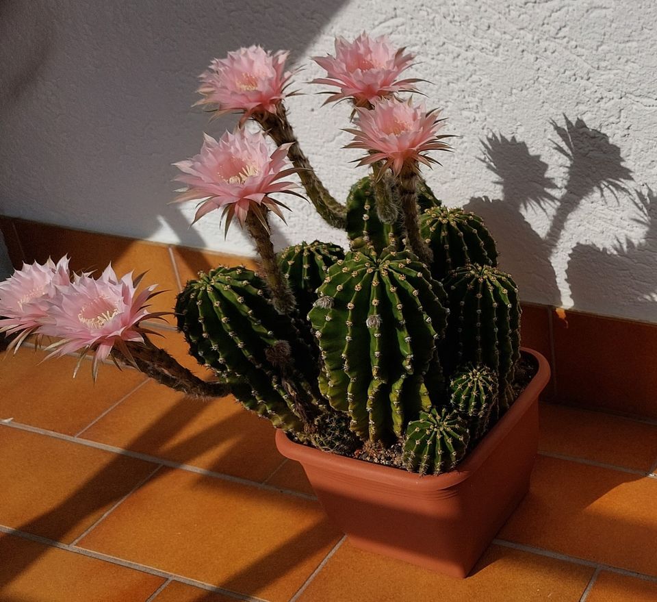 Kaktus Bauernkaktus Echinopsis Mutterpflanze in Freiburg im Breisgau