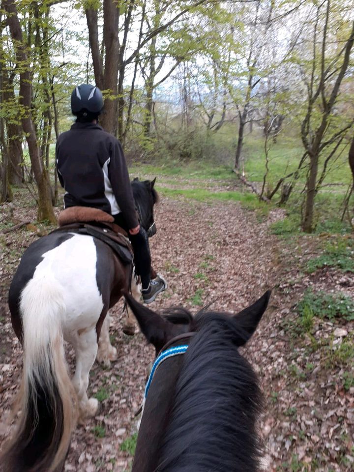 Reitbeteiligung gesucht. Pferd sucht Reiter in Meisenheim