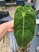 Anthurium Cirinoi Velvet Cutting Ableger Saarland - Homburg Vorschau