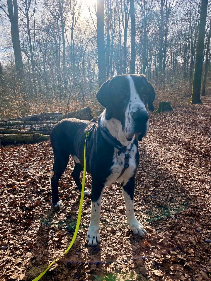 HANNIBAL Deutsche Dogge Rüde Tierschutz Hund in Wuppertal