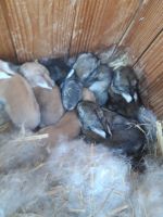 Biete in 8 Wochen Kaninchen Sachsen - Mittweida Vorschau