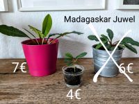 Zimmerpflanzen inkl Topf Madagaskar Juwel Kreuzkraut Aloe Vera Bochum - Bochum-Mitte Vorschau