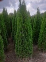 Thuja Smaragd 100-500cm, RABATTE, Anlieferung, Einpflanzberatung Niedersachsen - Zeven Vorschau