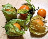 Essbare Physalis-Anderbeeren Berlin - Spandau Vorschau