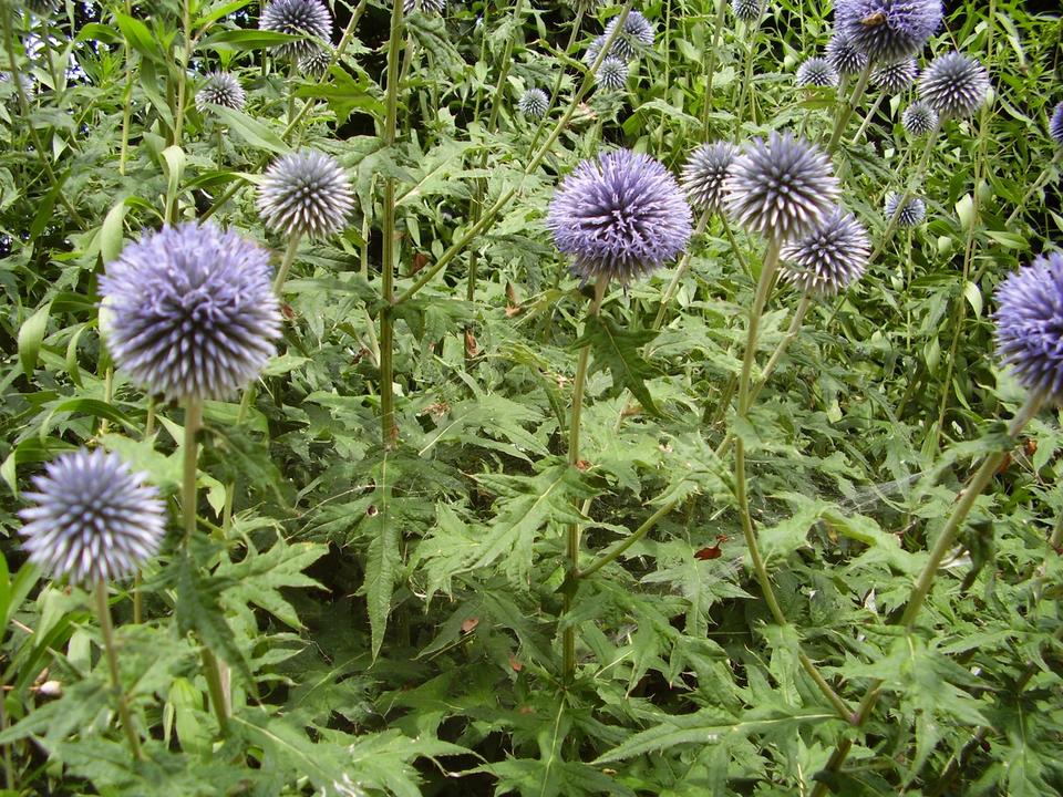 30 Samen Kugeldistel blau Bienen Bienenfutterpflanze * winterhart in Nordendorf