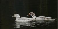 Zierenten, wasserziergeflügel, enten Nordrhein-Westfalen - Bocholt Vorschau