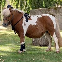 Bildschöne Pony Stute, Shetty , 12 Jahre,geritten Sachsen-Anhalt - Oebisfelde-Weferlingen Vorschau