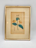 * KOLORIERTER KUPFERSTICH No 96 SYDENHAM EDWARDS 1789 BLUMENBILD Berlin - Charlottenburg Vorschau