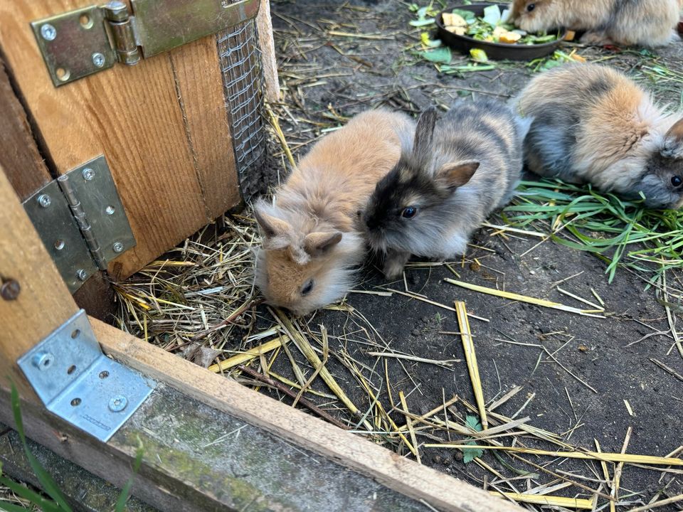 Zwergksninchen  Löwen Köpfchen in Bergholz Rehbrücke