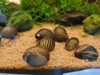 Zebra Rennschnecke 3,00€* Aquarium Schnecke Algenfresser Saarland - Püttlingen Vorschau