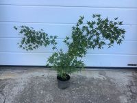 Fächerahorn Acer Palmatum  Baum Busch Bonsai geeignet ca. 85cm Hessen - Schauenburg Vorschau