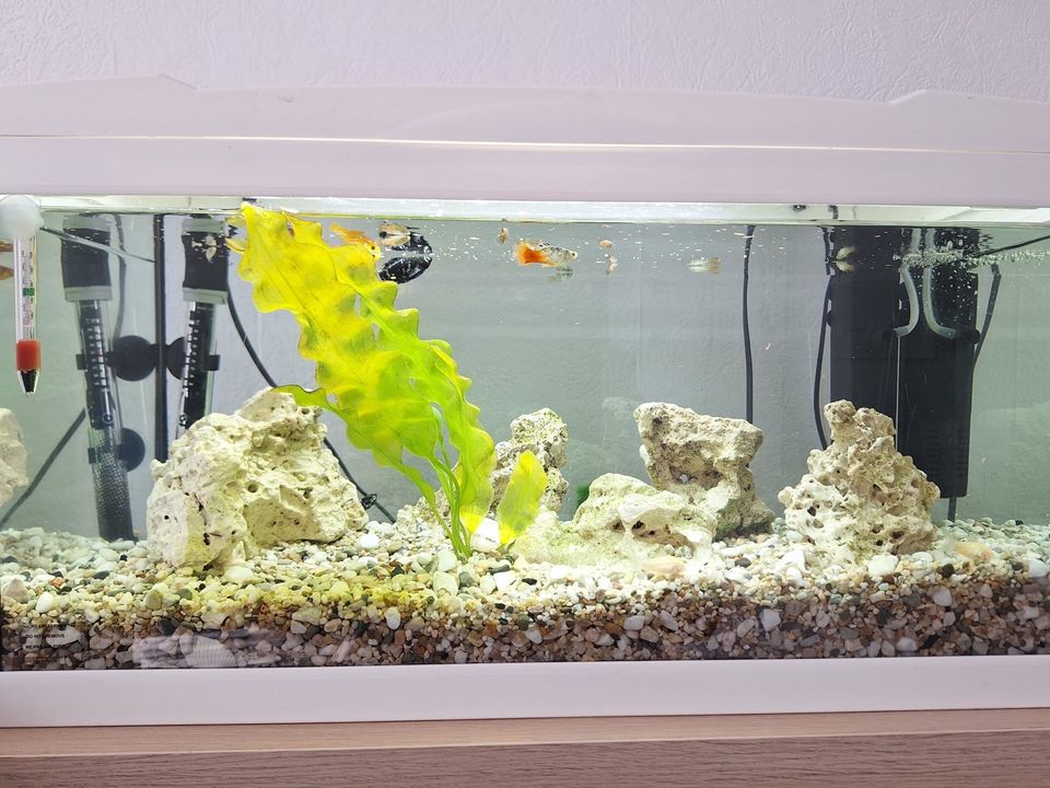 Aquarium mit Zubehör in Hamm