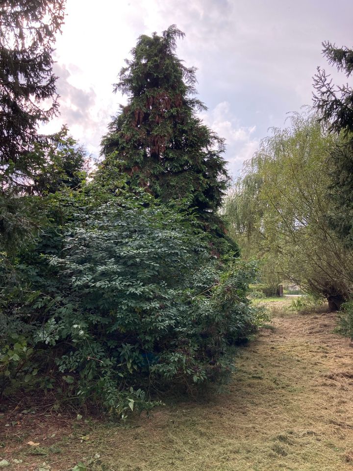 3116 qm Gartengrundstück in Stadtlage Wochenendhaus Ferienhaus in Oelsnitz / Vogtland