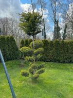 Thuja Garten Bonsai ca 2,5 Meter Baden-Württemberg - Korntal-Münchingen Vorschau