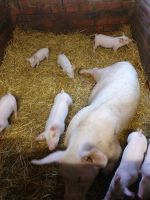 Schweine aus Strohhaltung Nordrhein-Westfalen - Rahden Vorschau