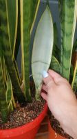 Sansevieria trifasciata Mangetsu, Laurentii Silver, Silver Gold Nordrhein-Westfalen - Lohmar Vorschau