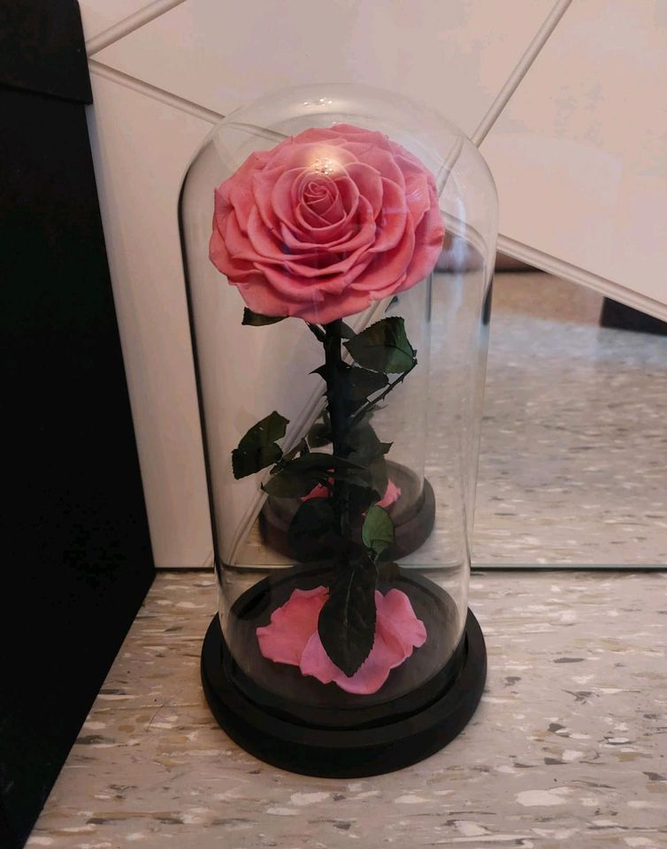 Infinity Rose inkl Verpackung (rosa) in Straubing