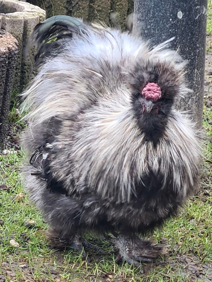 Junior, ein hübscher, kleiner toller Seidenhuhn Hahn in Mülheim (Ruhr)