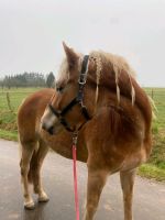 Pflegebeteiligung Haflinger - Pferd Pony Reiten Reitbeteiligung Hessen - Grünberg Vorschau