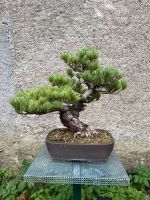 Mädchenkiefer Bonsai Rheinland-Pfalz - Hambuch Eifel Vorschau