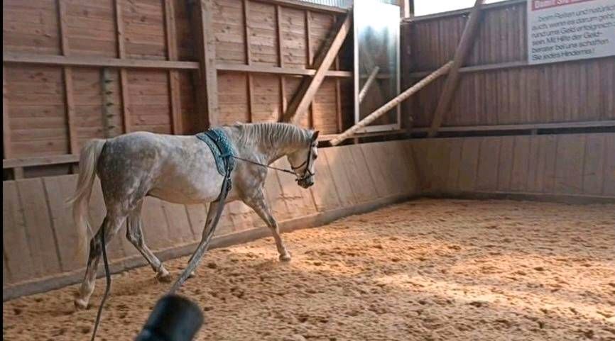 Reitunterricht Doppellonge in Pfalzgrafenweiler