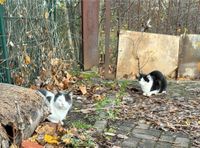 Katzen in Isseroda Thüringen - Isseroda Vorschau